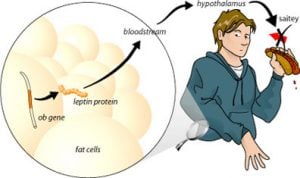 leptin-pathways